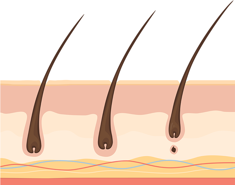 Illustration Clipart (800x643), Png Download