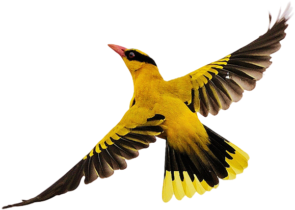 Birds Flying Png Download - Png Bird Flying Clipart (1024x683), Png Download