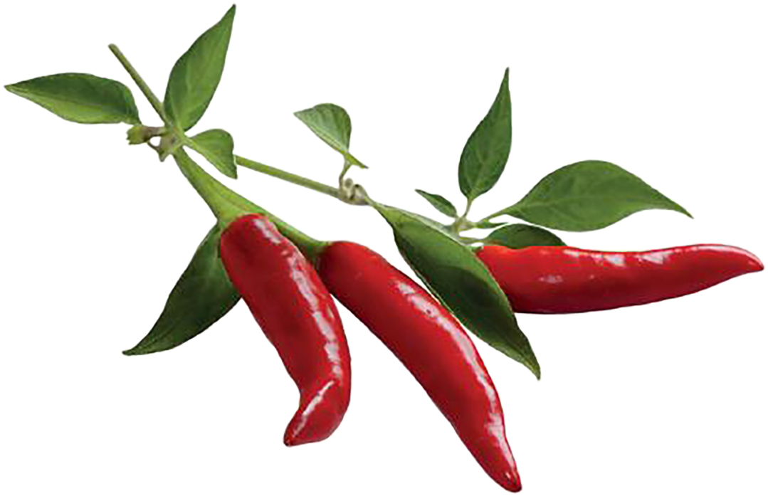 Download Chili Pepper Plant Pods, Hd Png Download Chilli Pepper