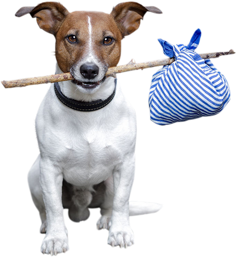 Jack Russell Terrier Rat Terrier Dog Breed Animal - Street Dogs Png Clipart (531x626), Png Download