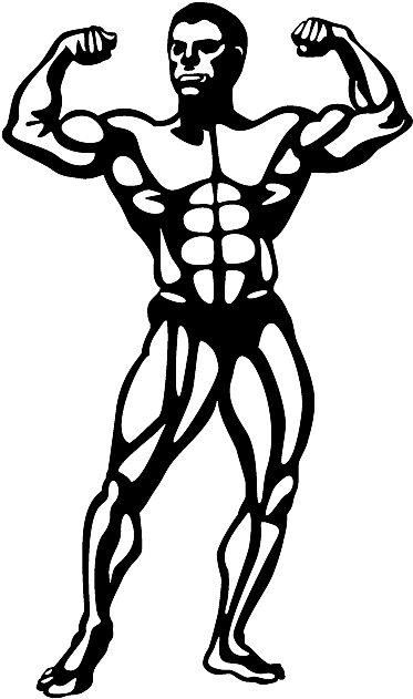 Bodybuilder, Muscle Set Muscle Memberships Jimmy Kimmel - Bodybuilder Clipart - Png Download (458x708), Png Download