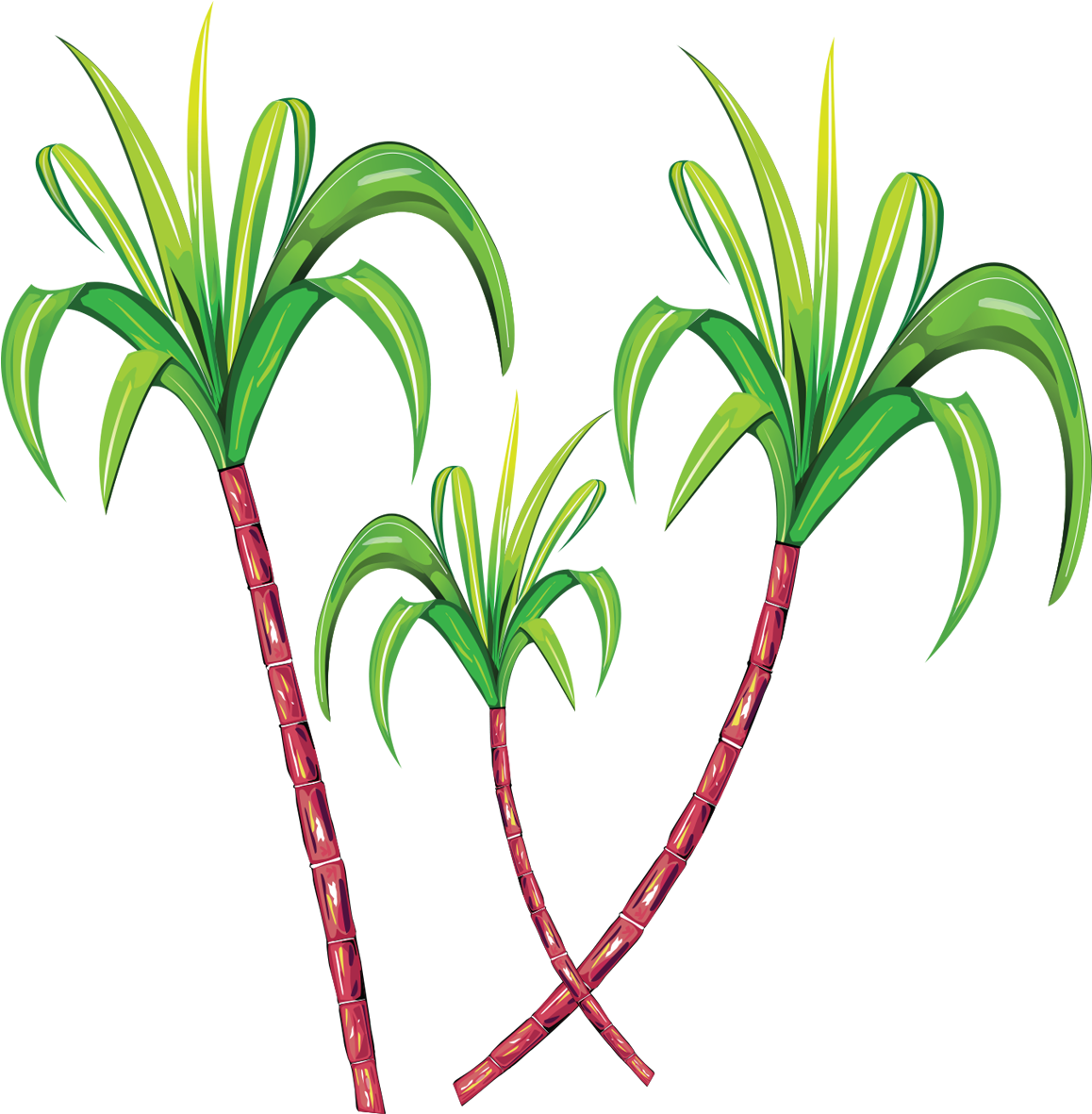 Sugarcane Clipart Png Cartoon - Sugarcane Png Transparent Png (1200x1288), Png Download