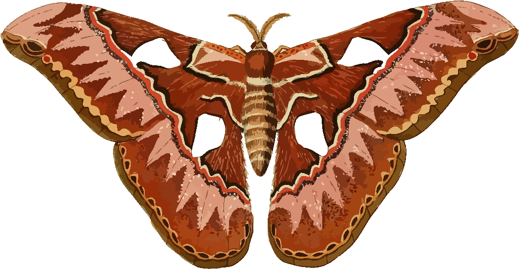 Moth Clipart - Png Download (1600x1600), Png Download