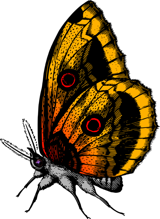 Flying Yellow Butterflies Png Clipart (549x749), Png Download
