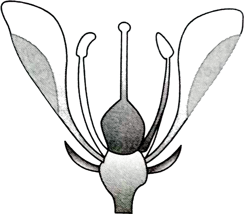 Illustration Clipart (919x931), Png Download