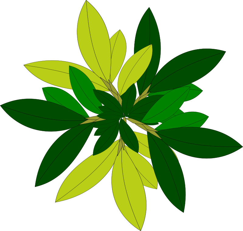 Free Nature Clipart - Plant Top View Png Vector Transparent Png (800x761), Png Download