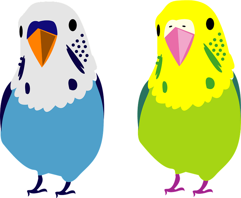Budgerigar Pet Parakeet Clipart - Dibujos De Periquitos Australianos - Png Download (800x658), Png Download