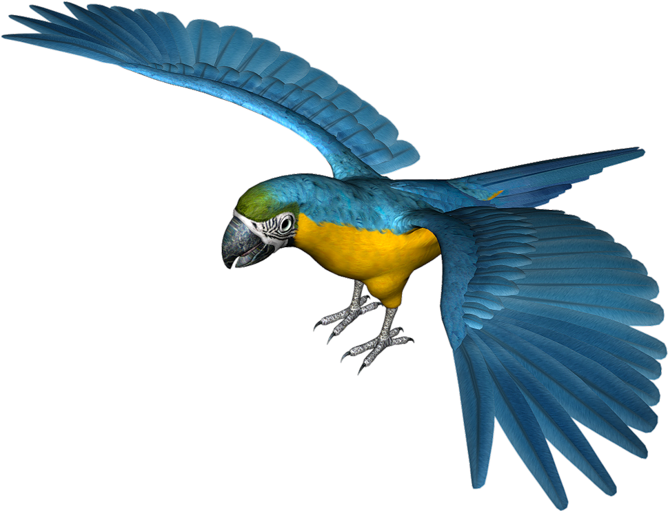 Parrot Clip Art - Paaret Png Transparent Png (996x767), Png Download