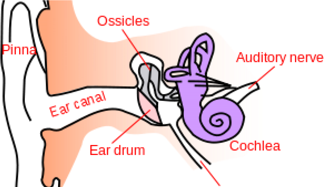 Ear Anatomy Simple Clipart (1280x720), Png Download