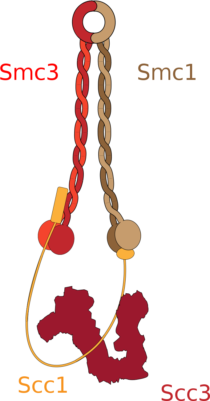 Cohesin Clipart (1200x1518), Png Download