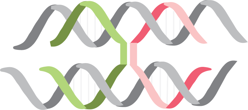 Graphic Design Clipart (842x375), Png Download