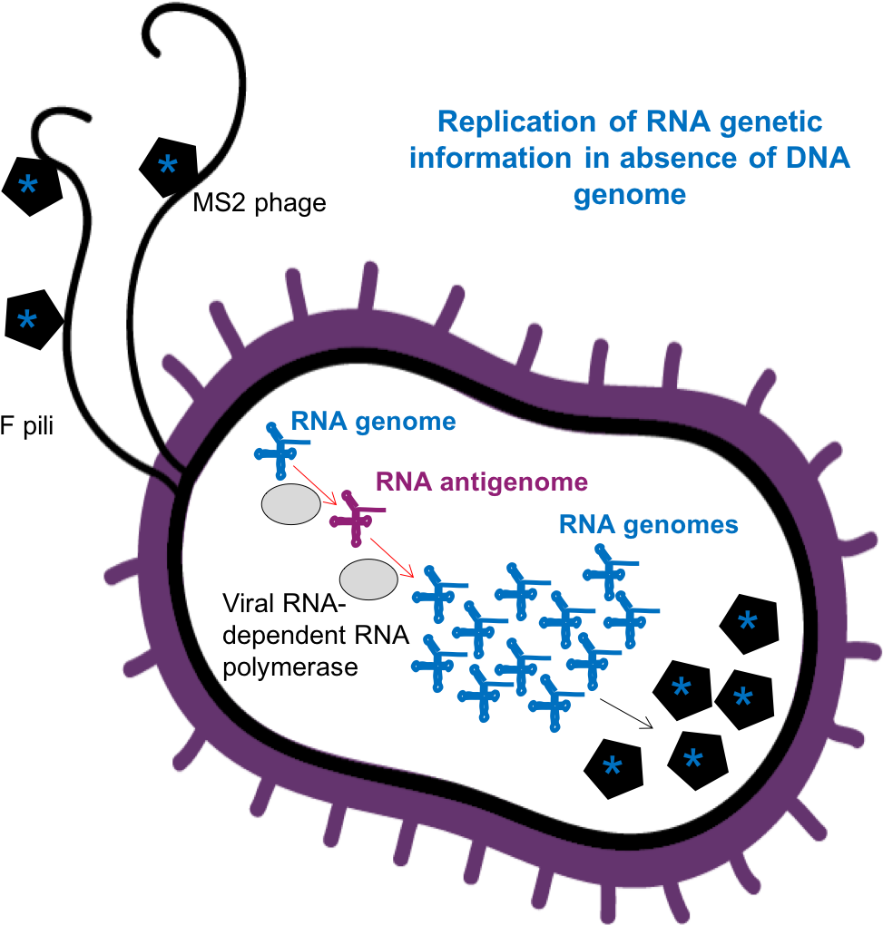 Clip Art - Png Download (1087x1102), Png Download