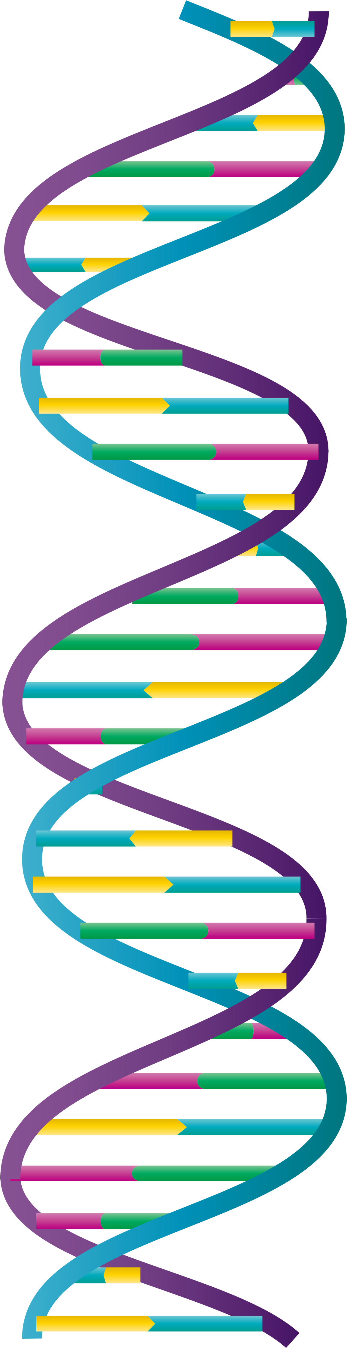 Dna 二 重 らせん 構造 Clipart (1200x4867), Png Download