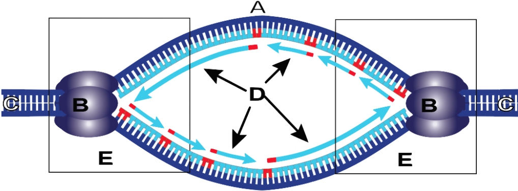 22a Replication Bubble Showing Two Forks Lettered - Circle Clipart (1024x388), Png Download
