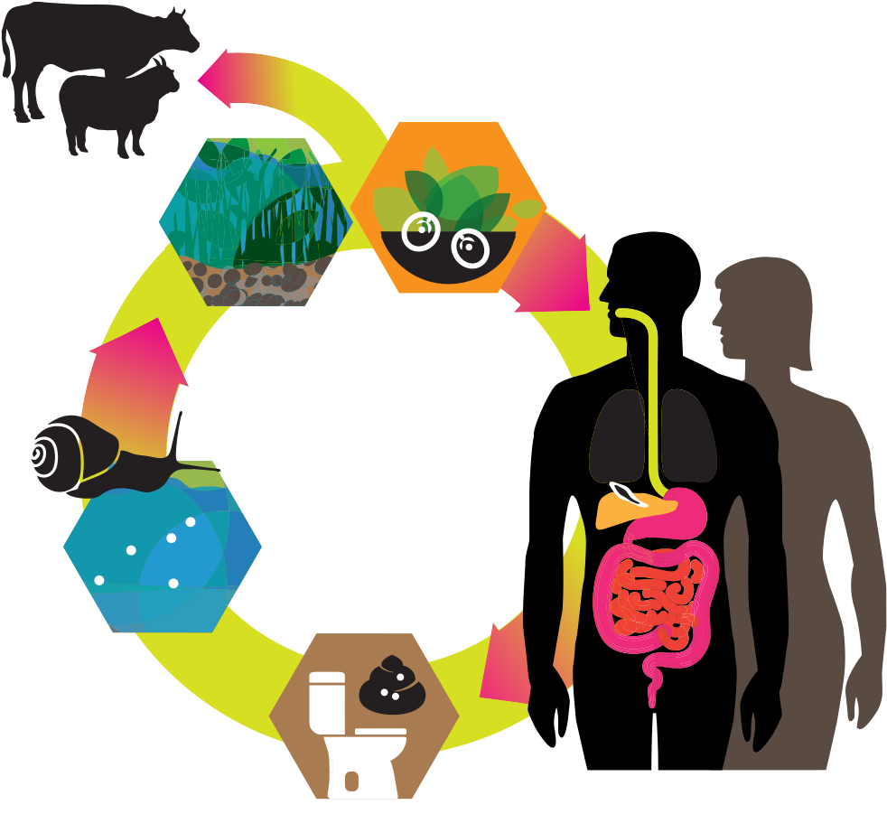 Illustration Clipart (1104x1104), Png Download