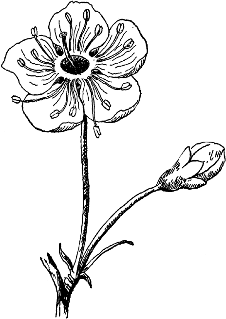 Floral Design Photography Black And White Visual Arts - Blossom Flower Clip Art - Png Download (496x700), Png Download