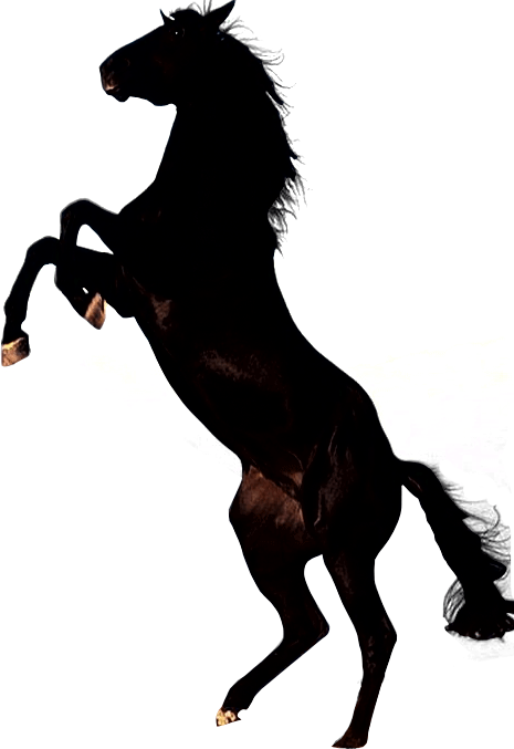 Clipart Brown Horse Png Image - Black Horse Png Transparent Png (465x677), Png Download