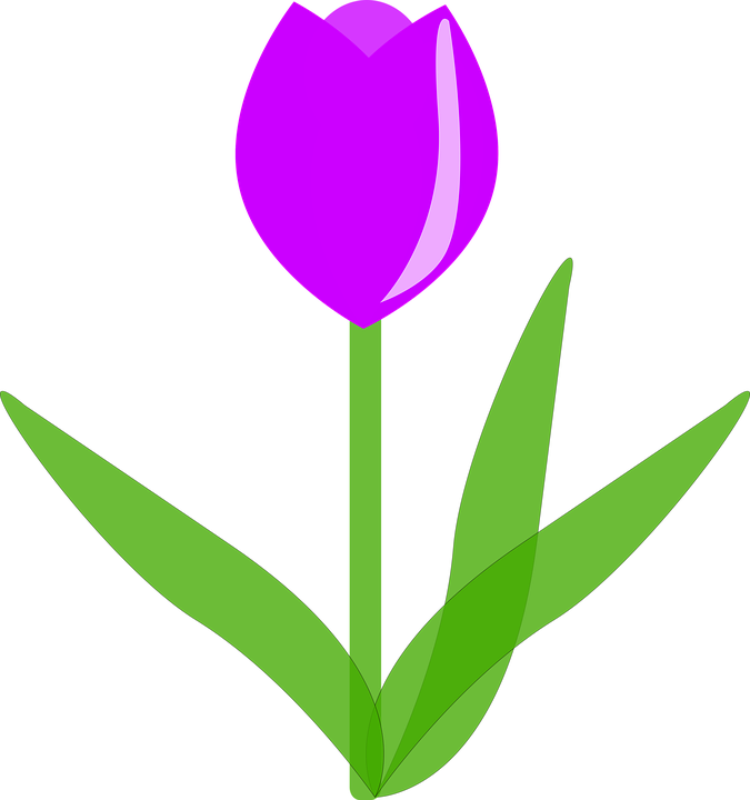 Sprenger's Tulip Clipart (675x720), Png Download