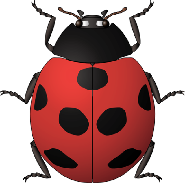 Vintage Kids Bug Clipart Royalty Free Hd Ladybug Clipart - Clipart Insects For Kids - Png Download (640x631), Png Download