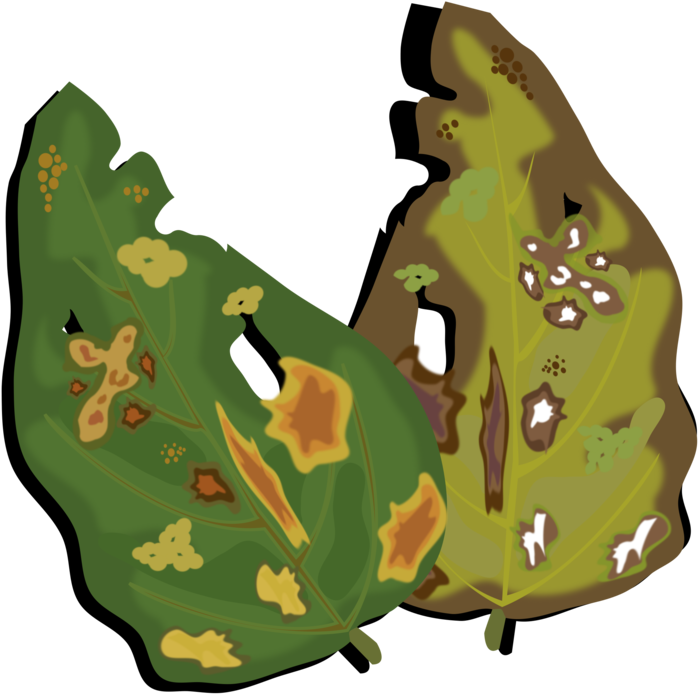 Plant,leaf,military Camouflage - Plant Disease Clipart - Png Download (750x750), Png Download