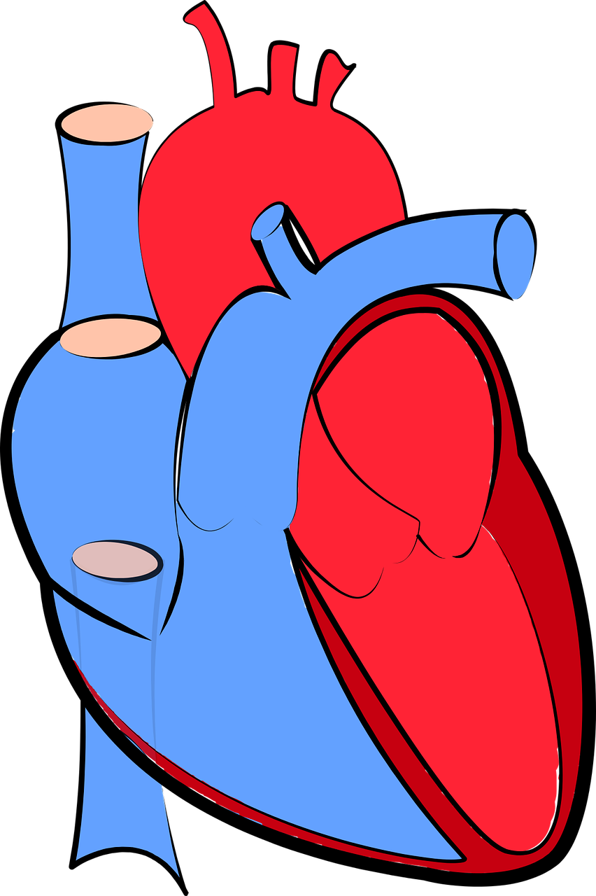 Human Heart 1700453 1280 Copy - Real Transparent Heart Png Clipart (852x1280), Png Download