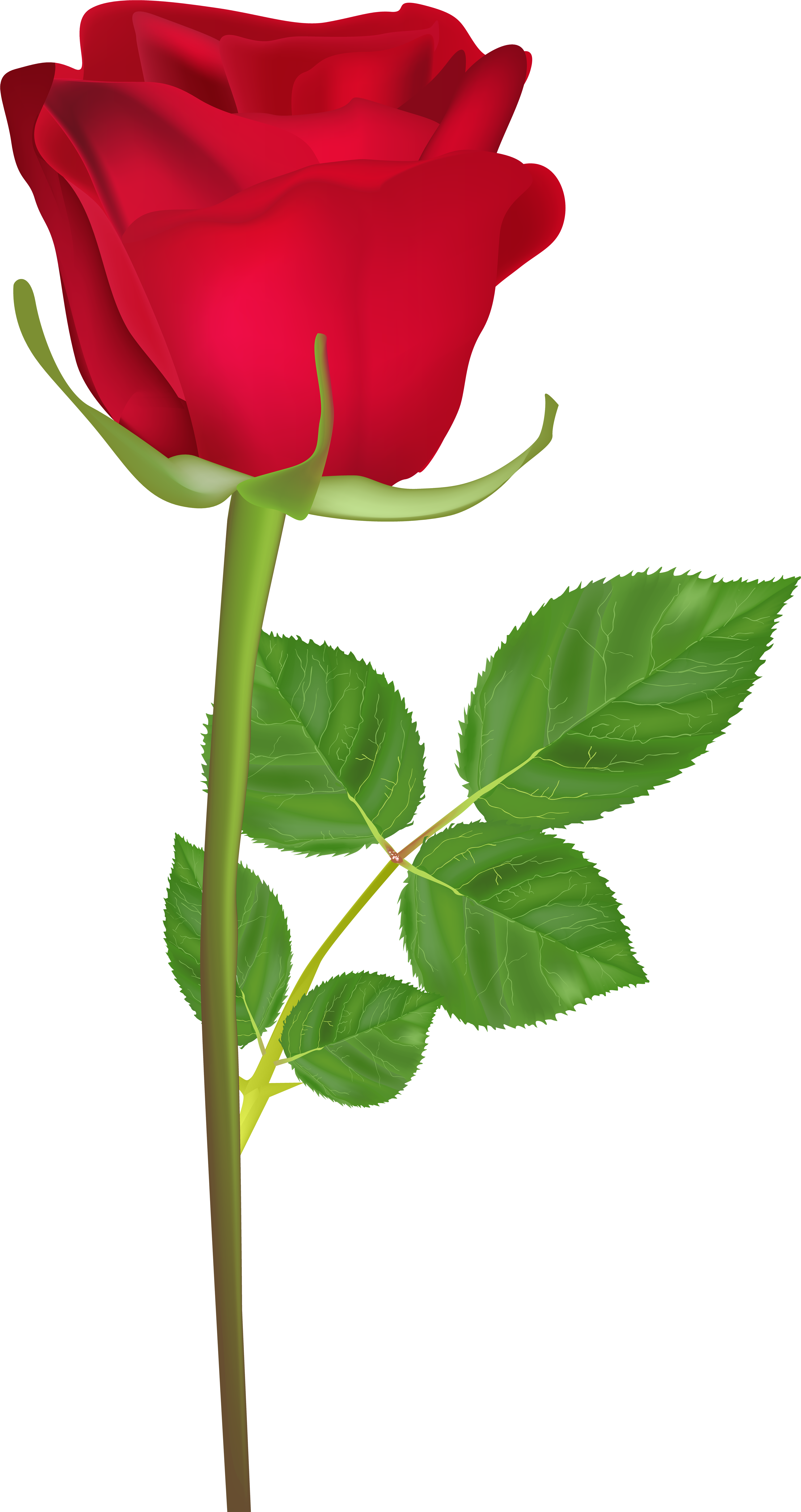 Happy Birthday Rose Gif Clipart (4276x8000), Png Download