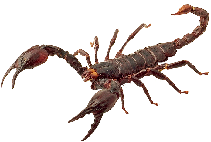 Scorpion .png Clipart (695x468), Png Download