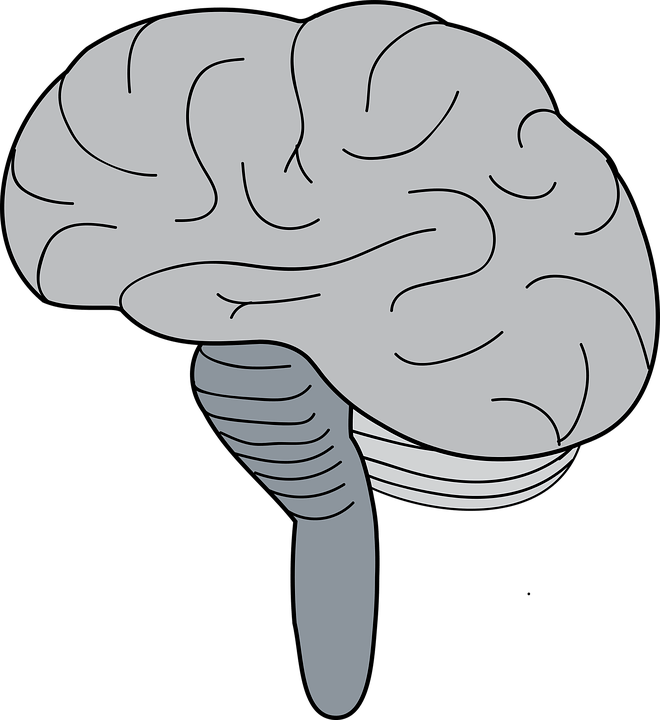 Brain Stem Simple Diagram Clipart (660x720), Png Download