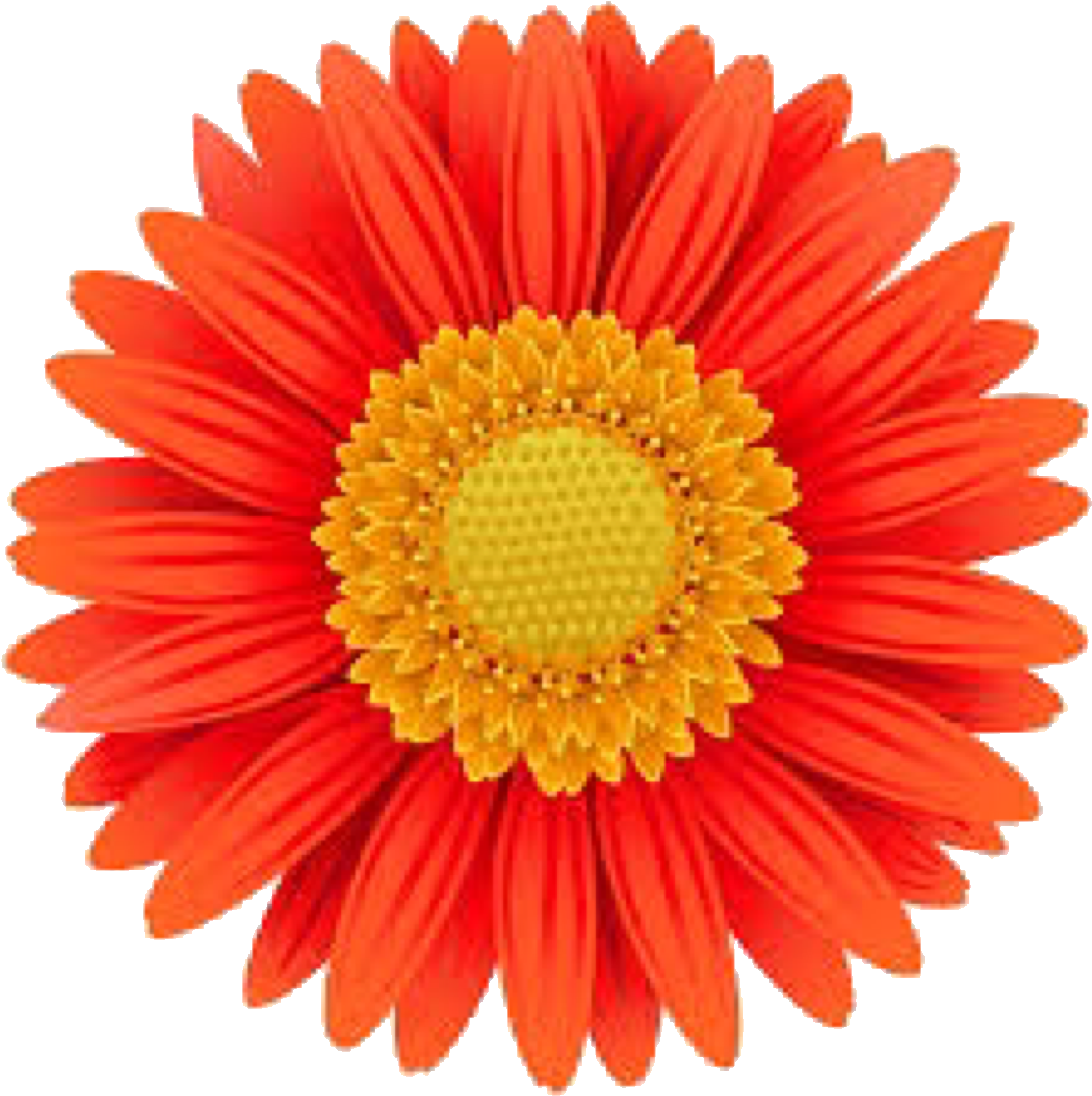 Gerbera Flower Png Clipart (2039x2048), Png Download