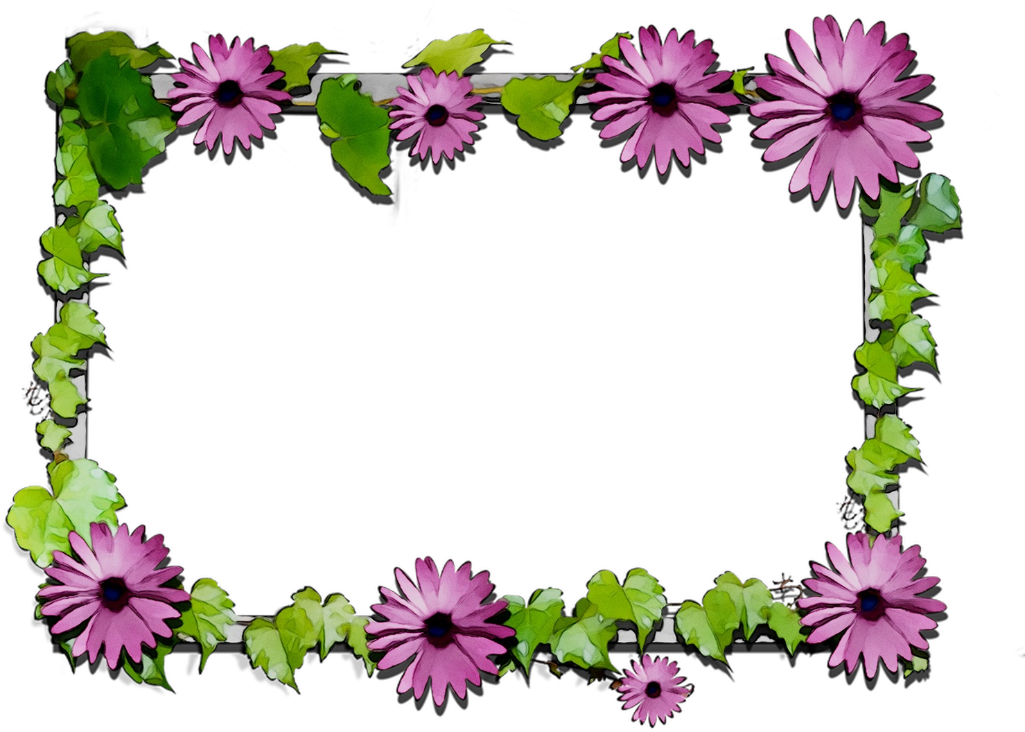 Transparent Free Clipart Flowers - Chrysanthemum - Png Download (1479x1056), Png Download