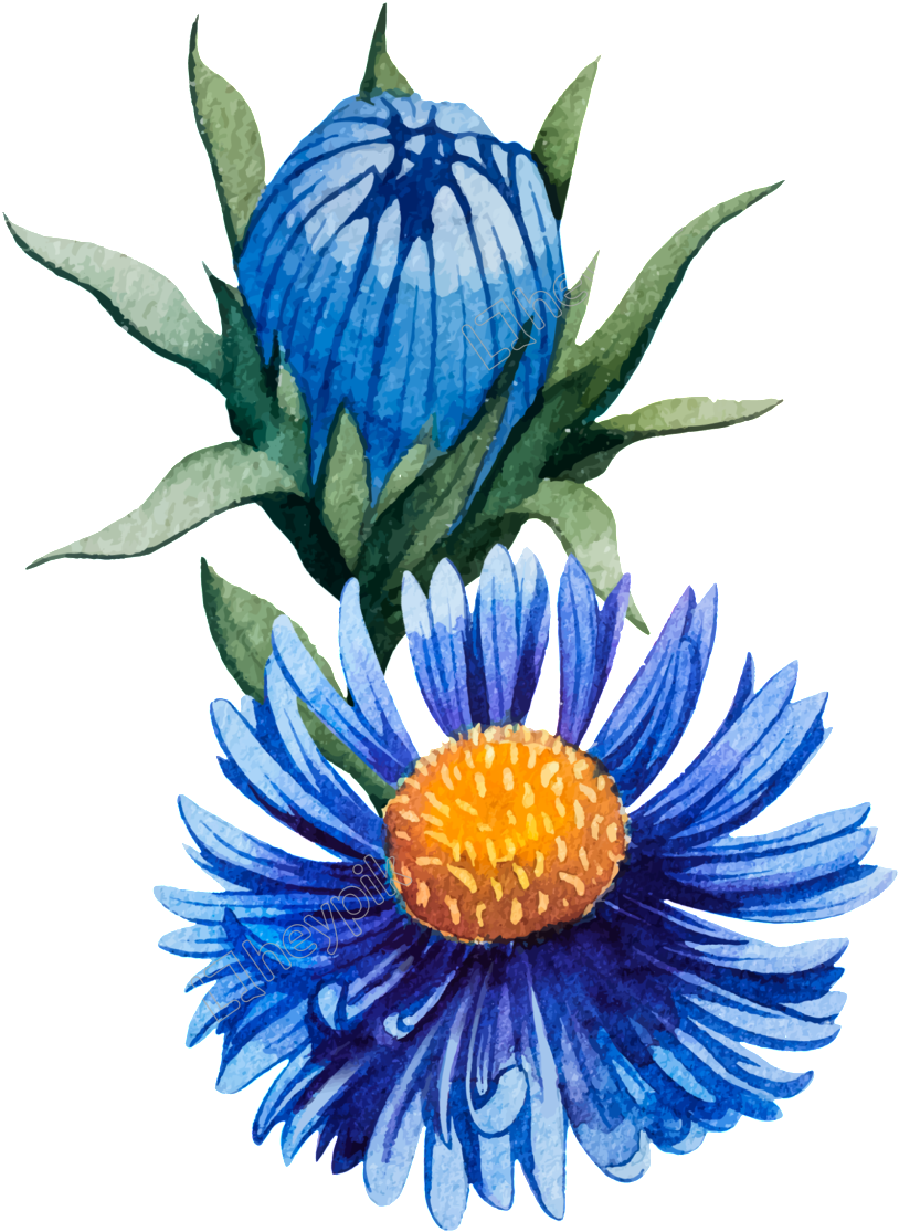 Floral Encouragement - Chrysanthemum Clipart (814x1115), Png Download
