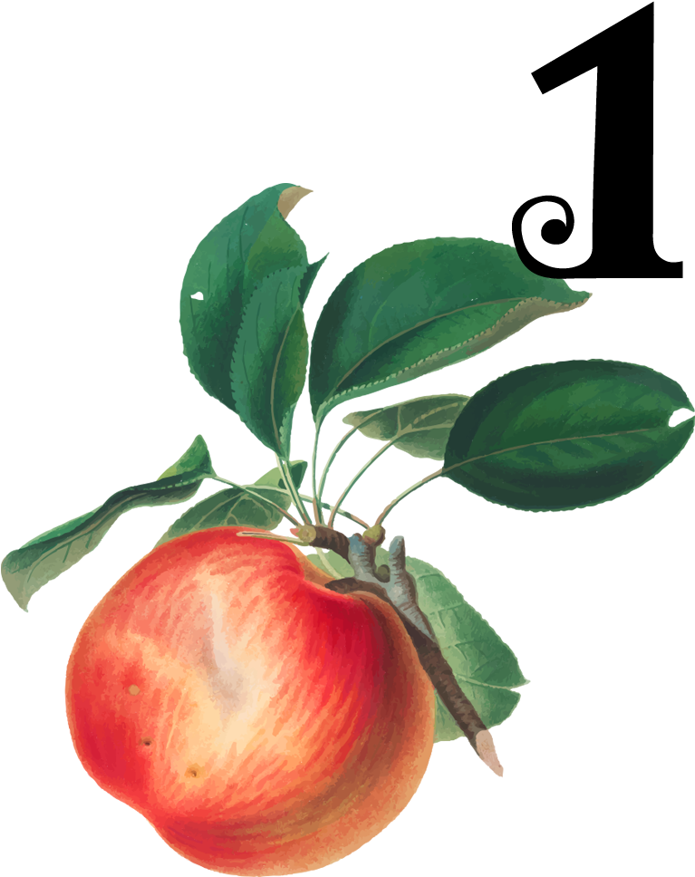 Malus Domestica Botanical Illustration Clipart (806x1013), Png Download