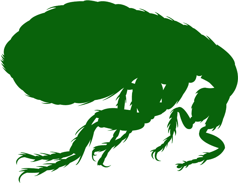 Flea Silhouette Clipart (800x600), Png Download