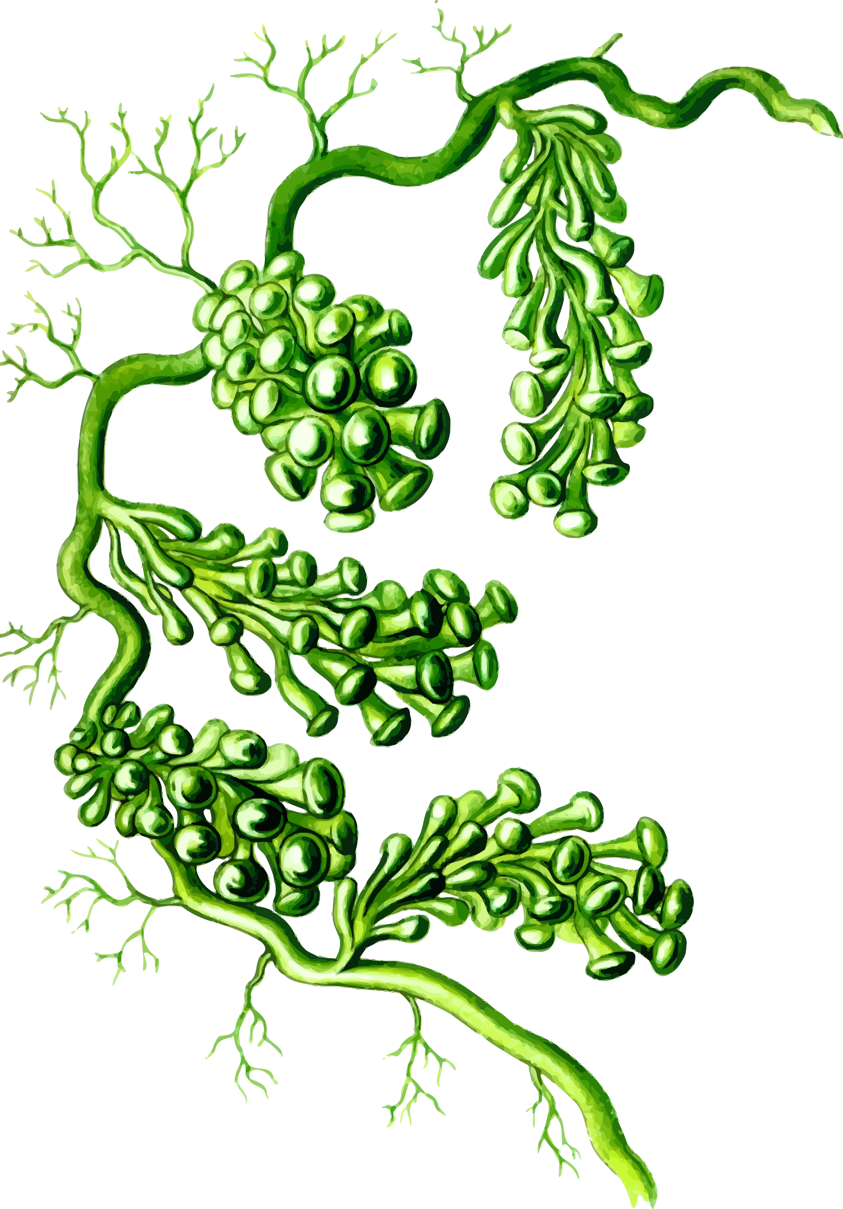 Leaf Vegetable,plant,flora - Caulerpa Racemosa Png Clipart (523x750), Png Download