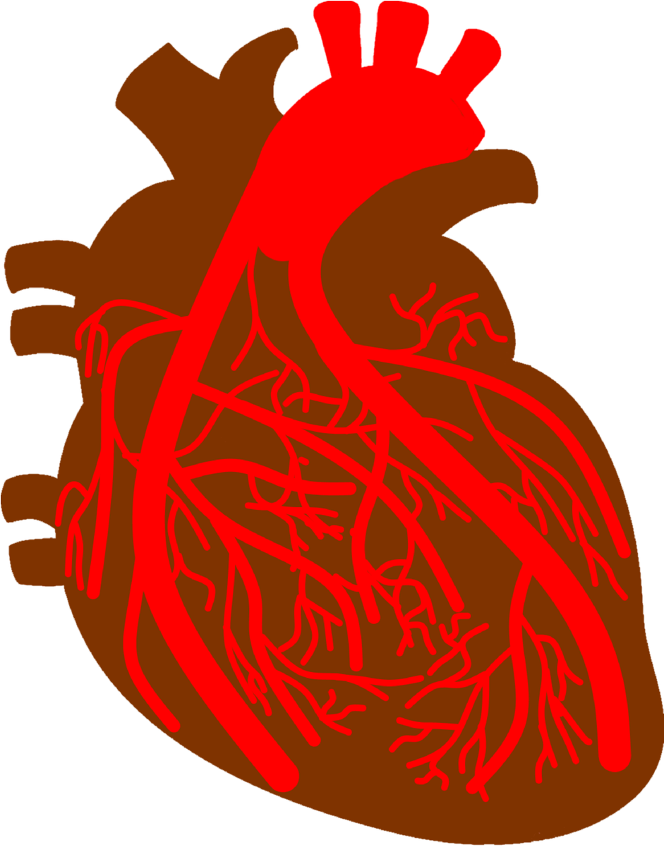 Arterias Png Clipart (600x817), Png Download