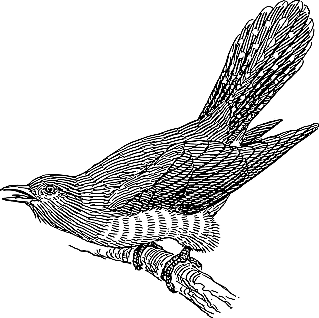 Transparent Black Feathers Png - Clip Art Cuckoo (640x637), Png Download