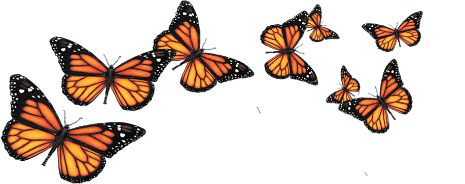 Butterfly Portable Network Graphics Clip Art Insect - Transparent Background Butterflys Png (940x377), Png Download