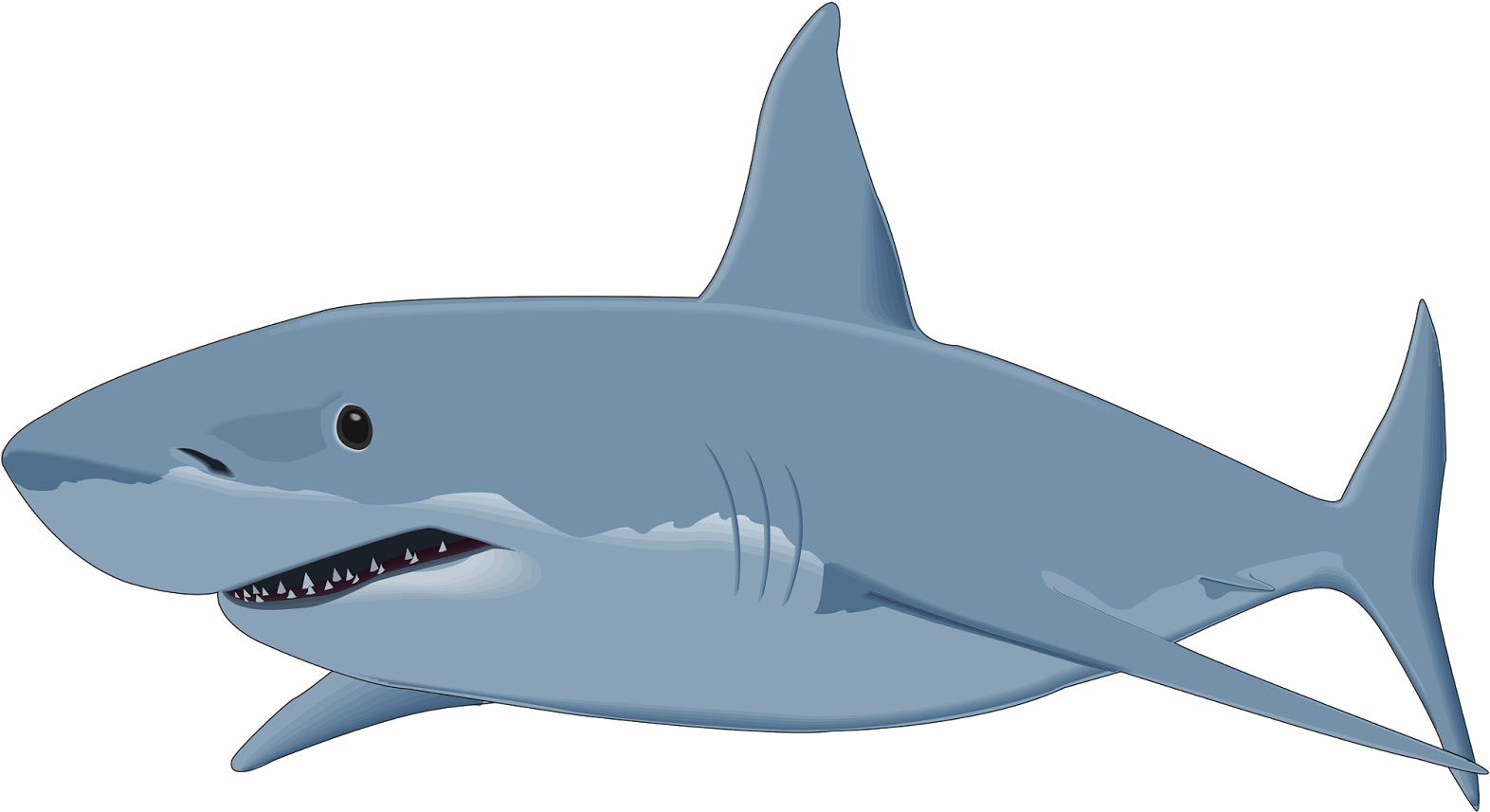 Cartoon Great White Shark Clipart (1600x891), Png Download