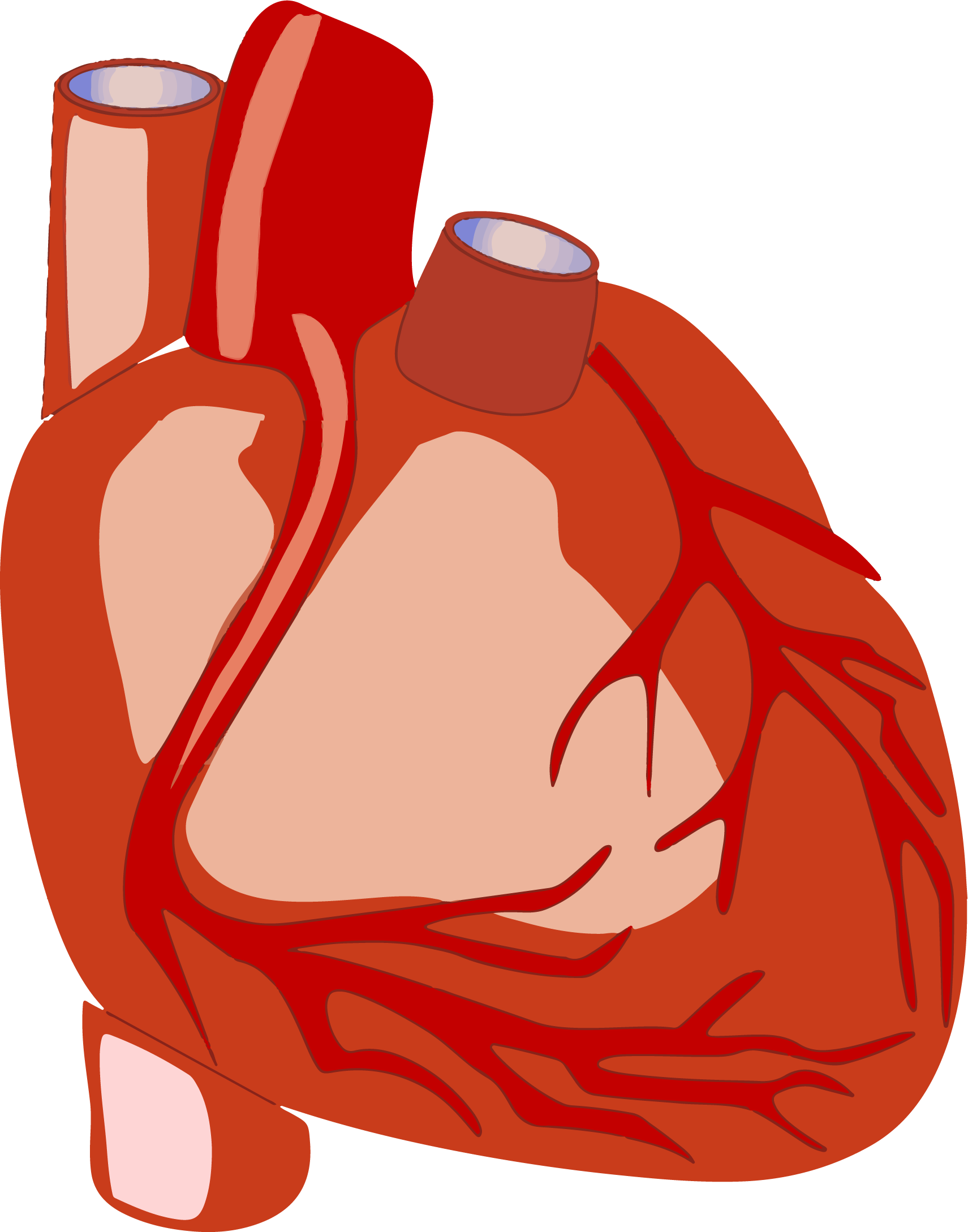 Human Heart Png Clipart Transparent Png (1711x2178), Png Download