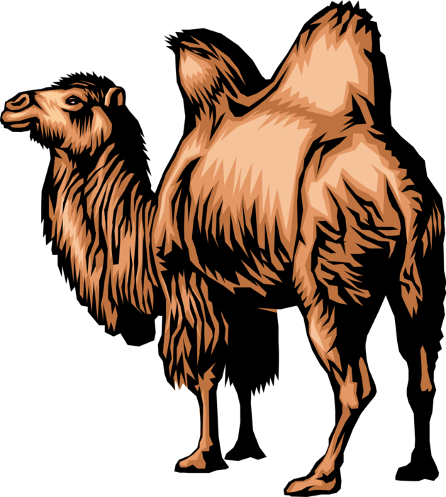 Vector Illustration Of Dromedary Two-humped Camel Beast - Mongolian Camel Clipart - Png Download (629x700), Png Download
