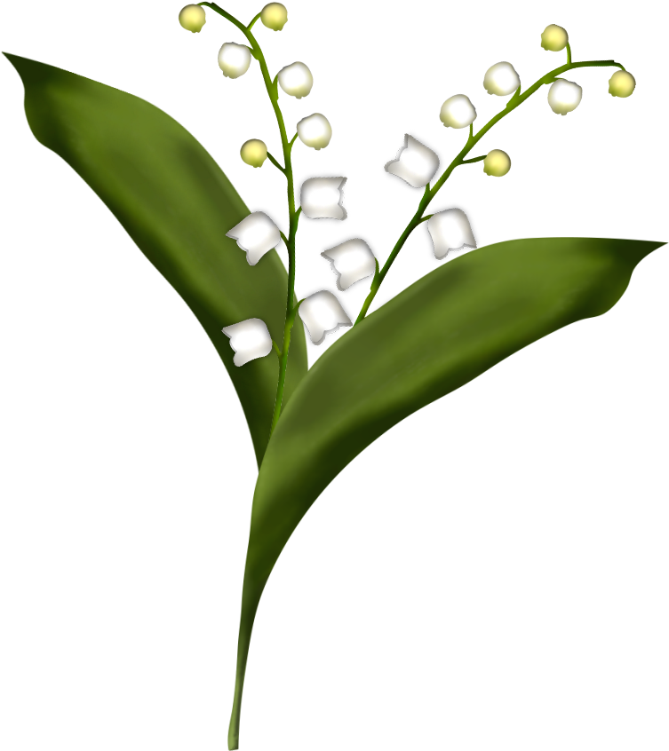 Clipart Gratuit Muguet - Dessin De Brin De Muguet - Png Download (752x877), Png Download