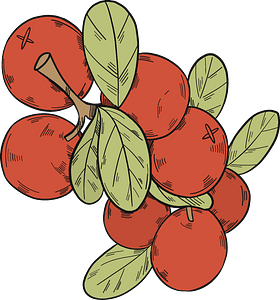 Cranberries Clipart - Png Download (280x300), Png Download
