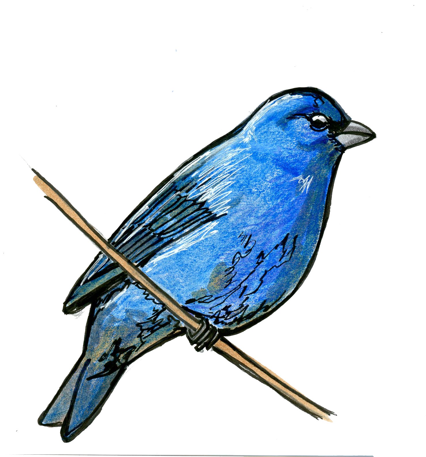 Indigo Bunting Â - Indigo Bunting Clip Art - Png Download (1566x1619), Png Download