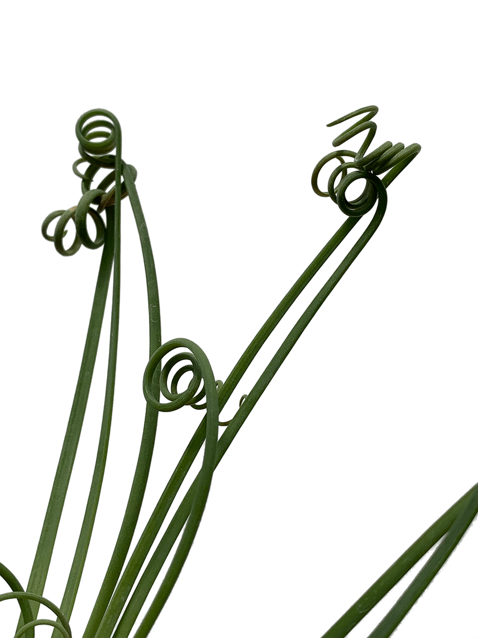 Albuca Spiralis "frizzle Sizzle" Clipart (960x1280), Png Download