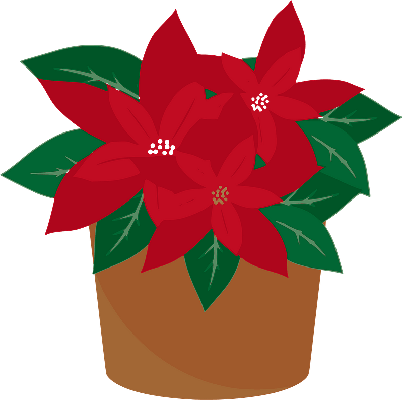 Alan Speak Poinsettia Clipart - Christmas Poinsettia Flower Transparent Background - Png Download (800x794), Png Download