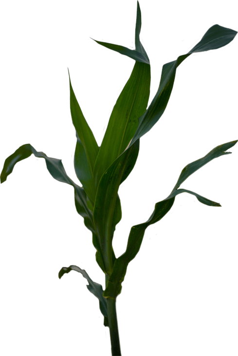 Clip Art - Png Download (489x732), Png Download