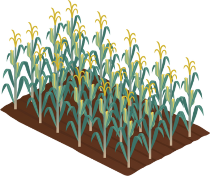 Corn Crop Clipart (680x570), Png Download