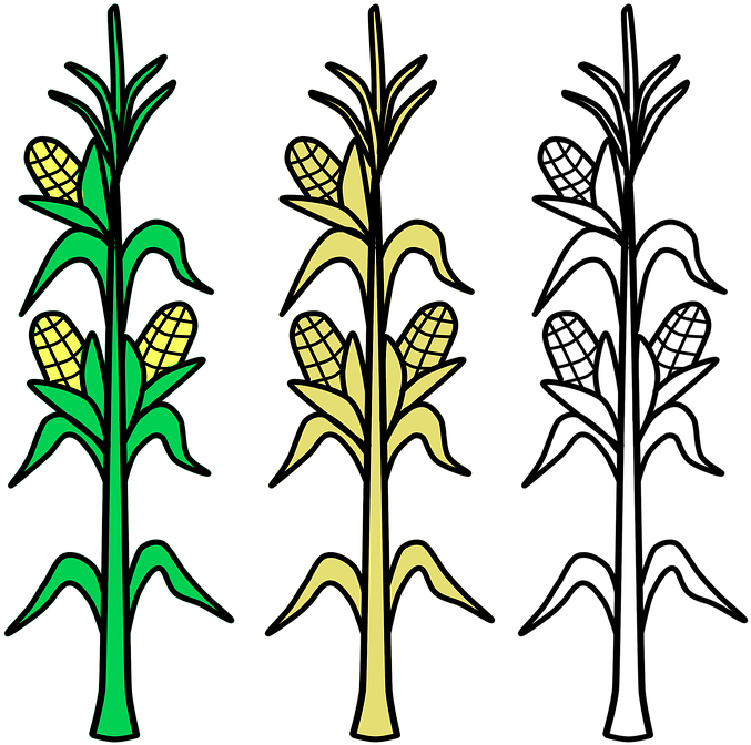 Corn On The Cob Candy Corn Maize Coloring Book Crop - Corn Stalks Clipart - Png Download (720x720), Png Download