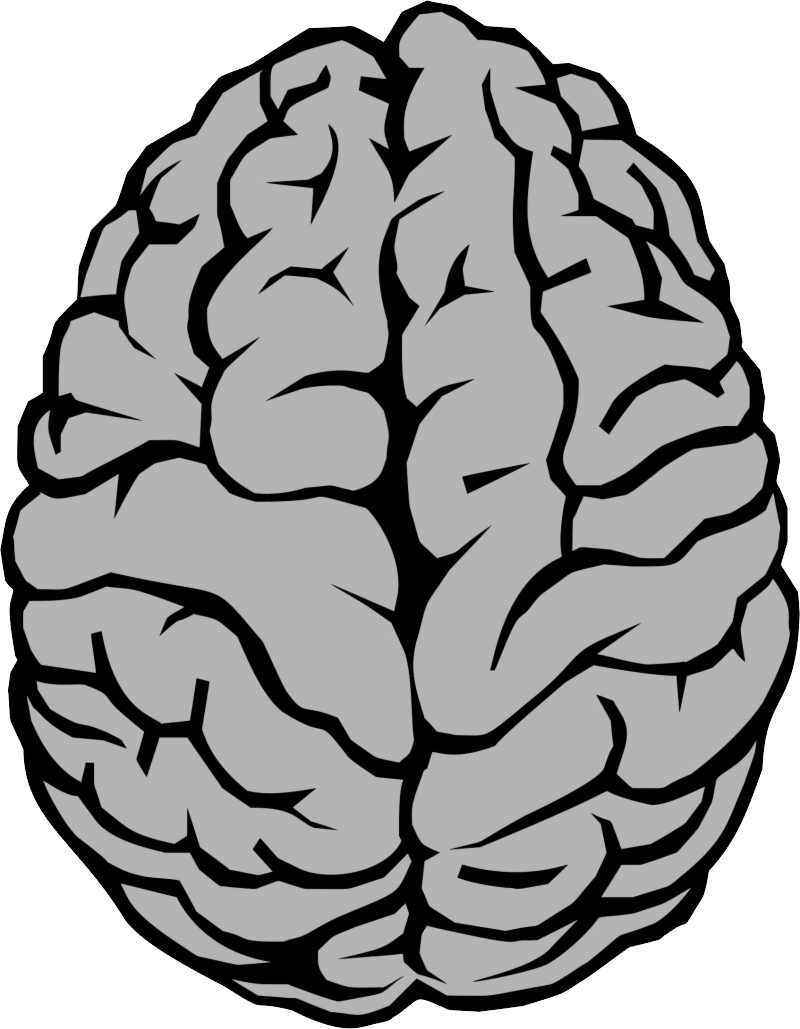 Brain Png - Brain Clip Art Transparent (800x1029), Png Download