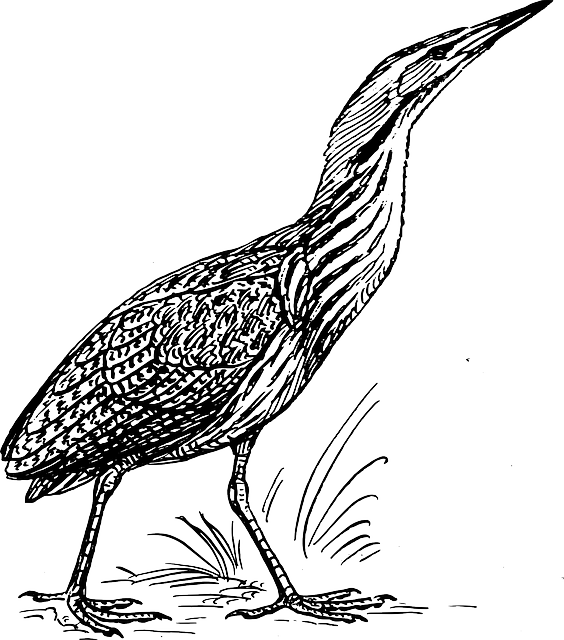 Outline, Bird, Stand, Walking, Animal, Bittern - Bittern Black And White Clipart (564x640), Png Download